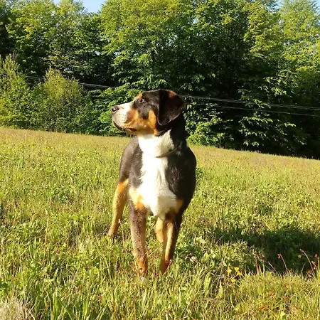 Сasa de vacaciones Siedlisko Pod Debem Kalnik