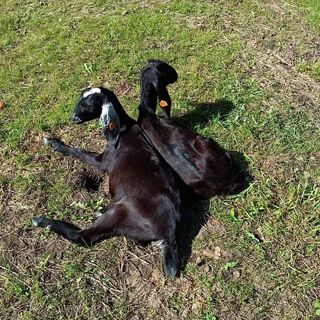 Siedlisko Pod Debem * Kalnik