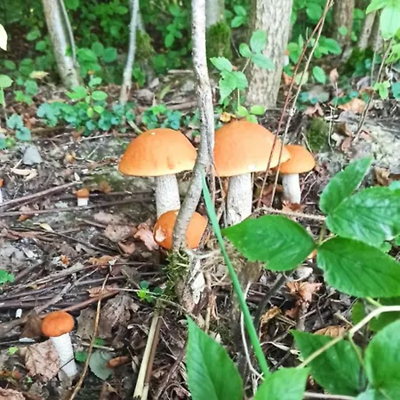 Сasa de vacaciones Siedlisko Pod Debem Kalnik