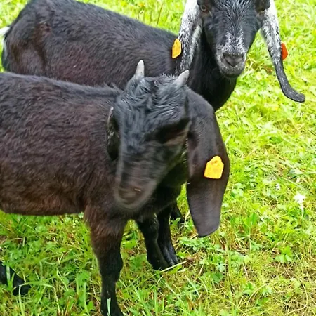 Siedlisko Pod Debem * Kalnik