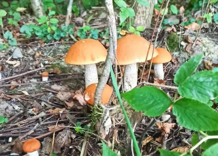 Дом отдыха Siedlisko Pod Debem Kalnik